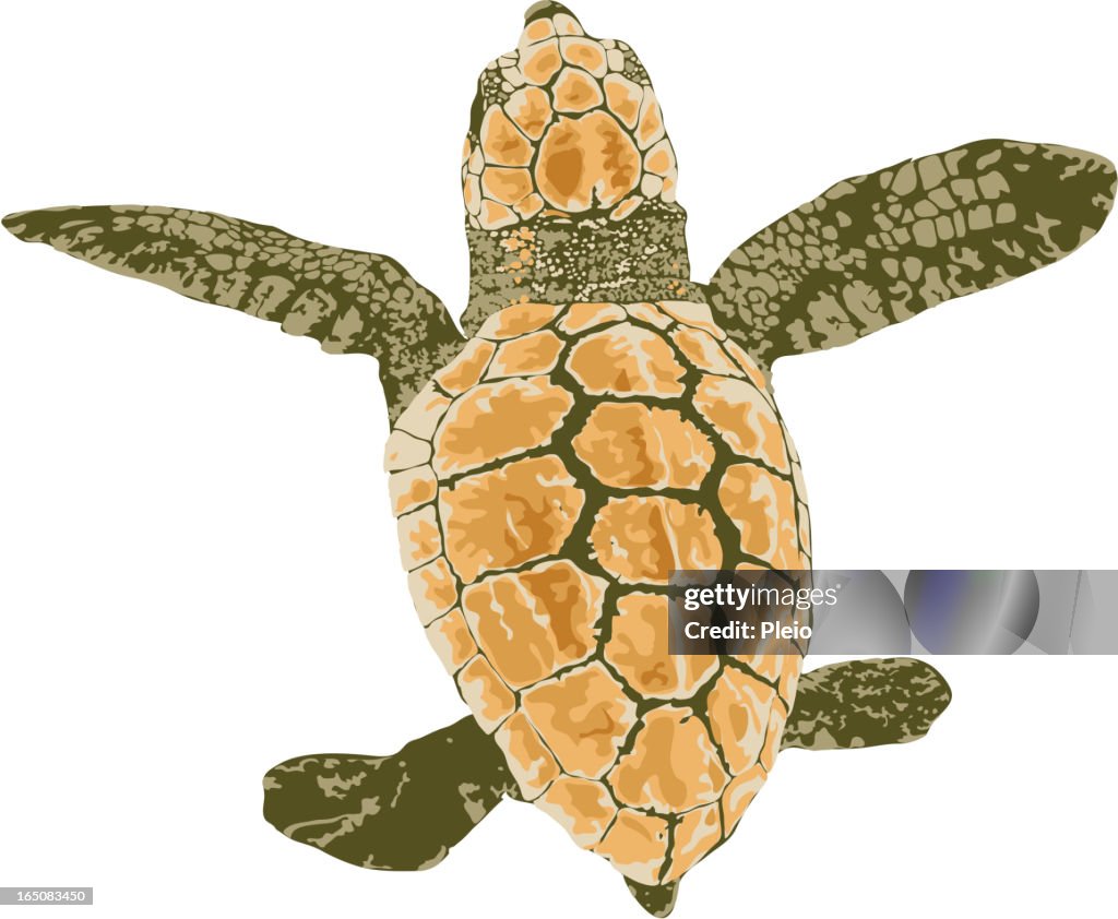 Baby loggerhead turtle illustration
