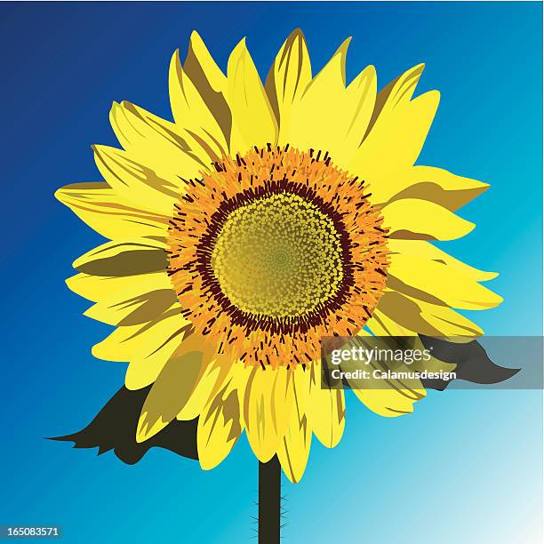 summer time - sunflower bunch stock illustrations