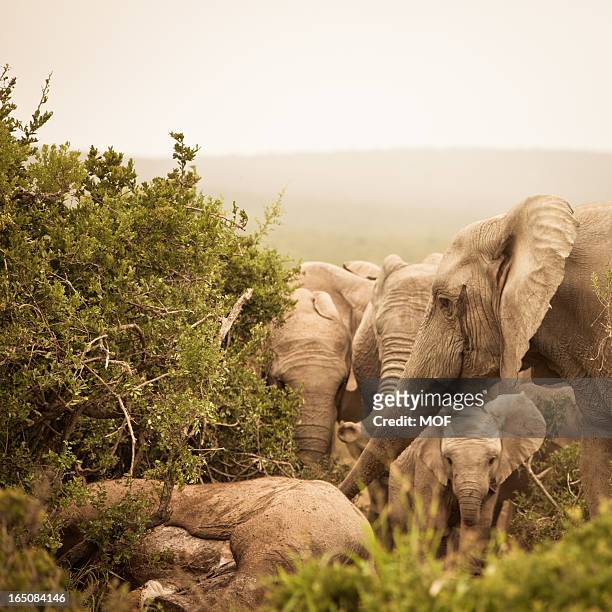 distressed afrikanischen elefanten mourning ein totes familienmitglied - mourning stock-fotos und bilder