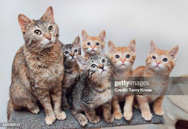 100 Terry Kitties Stock Photos, HighRes Pictures, and Images Getty