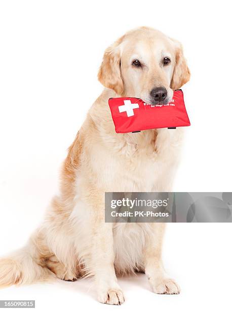 dog and first-aid-kit - pet first aid kit stock pictures, royalty-free photos & images