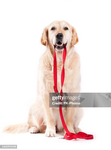 dog holding leash - dog lead stock pictures, royalty-free photos & images