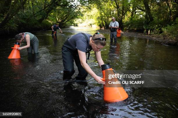 Louise Lavictoire and Jodie Warren , of the Freshwater Biological Association, use scopes to monitor the existing freshwater mussel population before...