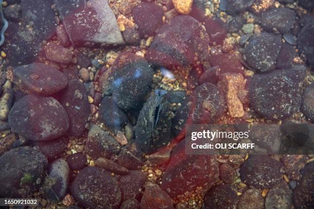 An adult freshwater mussel is seen in the River Irt as members of the West Cumbria Rivers Trust and the Freshwater Biological Association prepare to...