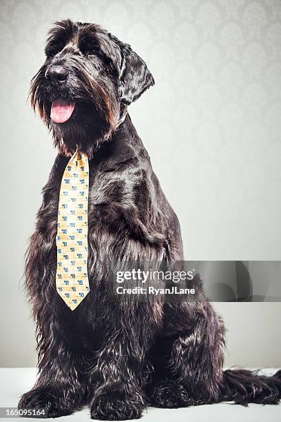 giant schnauzer with tie - well dressed dog stock pictures, royalty-free photos & images