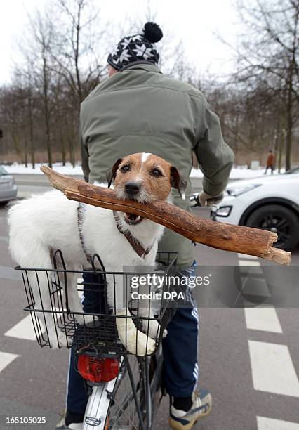 Dog bites on a stick in a bicycle basket in Berlin, on March 30, 2013. AFP PHOTO / RAINER JENSEN GERMANY OUT