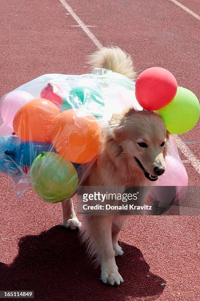 Mandy, a Golden Retriever, in her Jelly Belly outfit attends the Woofin Paws pet fashion show at Carey Field on March 30, 2013 in Ocean City, New...