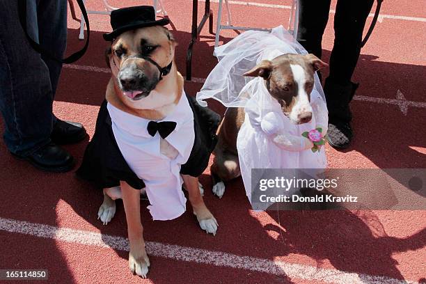 Scooby a Boxer/Shepard, and Ella , a Hound mix, attend the Woofin Paws pet fashion show at Carey Field on March 30, 2013 in Ocean City, New Jersey.