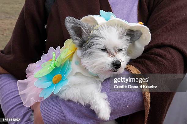 Nibby, a Papillon-Tes, attends the Woofin Paws pet fashion show at Carey Field on March 30, 2013 in Ocean City, New Jersey.