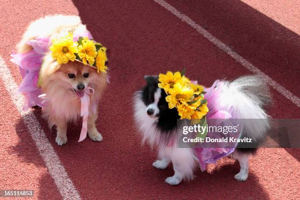 Chico and Pepe, both Pomeranians, with their bonnets attend the Woofin Paws pet fashion show at Carey Field on March 30, 2013 in Ocean City, New...