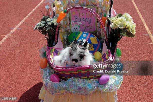 Isabella, a Lion Head bunny, attends the Woofin Paws pet fashion show at Carey Field on March 30, 2013 in Ocean City, New Jersey.