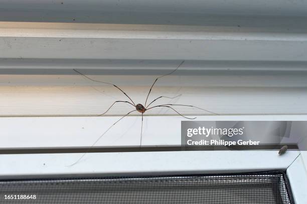 daddy-long-legs spider - spider stock pictures, royalty-free photos & images