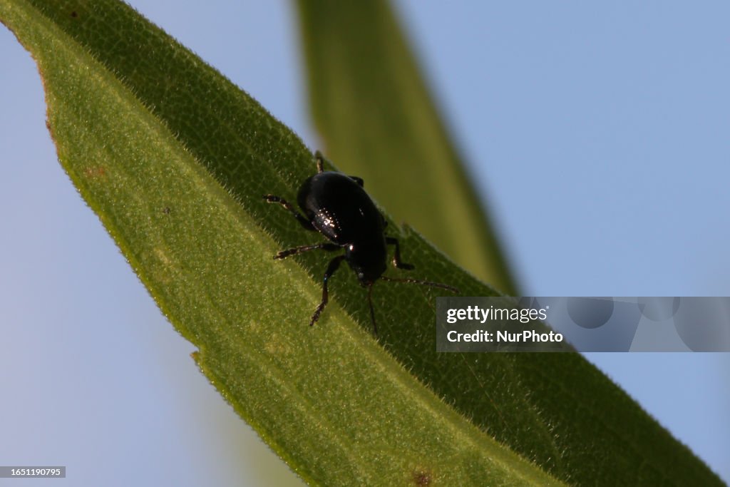 Corn Flea Beetle