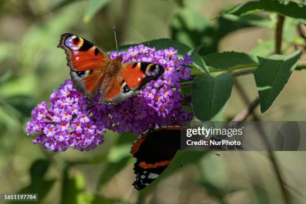 Peacock butterfly as seen feeding on a summer lilac. Aglais io, the European peacock or the peacock butterfly, is a colourful butterfly, found in...