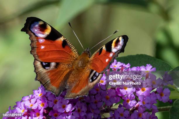 Peacock butterfly as seen feeding on a summer lilac. Aglais io, the European peacock or the peacock butterfly, is a colourful butterfly, found in...