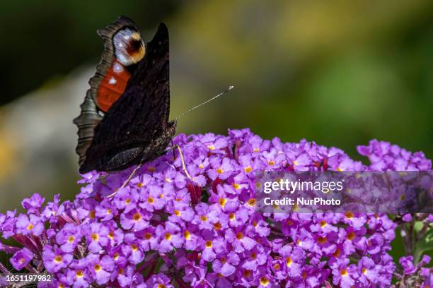 Peacock butterfly as seen feeding on a summer lilac. Aglais io, the European peacock or the peacock butterfly, is a colourful butterfly, found in...
