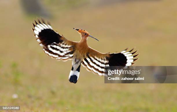 the hoopoe - hoopoe stock pictures, royalty-free photos & images
