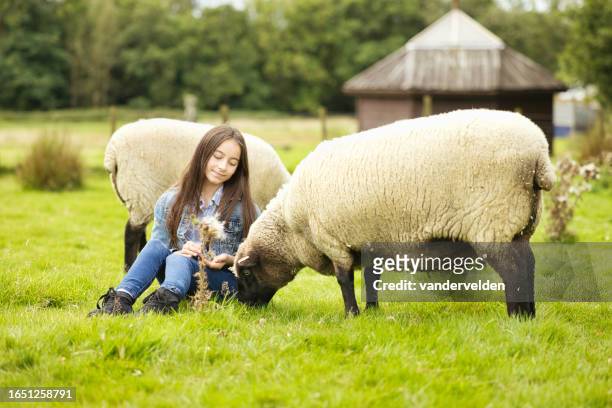 brunette sitting in a field feeding a sheep - ewe stock pictures, royalty-free photos & images