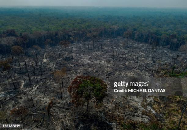 Burnt trees are seen after illegal fires were lit by farmers in Manaquiri, Amazonas state, on September 6, 2023. From September 2, 2023 to September...