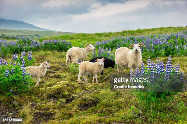 iceland icelandic sheep lamb - icelandic sheep stock pictures, royalty-free photos & images