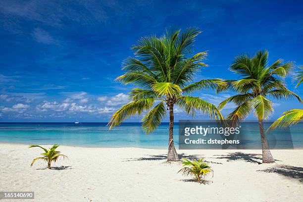 palm trees on tropical beach - honduras 個照片及圖片檔