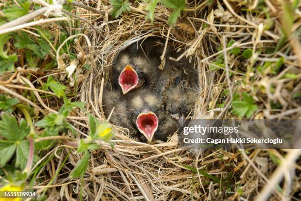 chicks of lapland longspur, calcarius lapponicus, begging for food in a ground nest in the arctic tundra - young bird stock pictures, royalty-free photos & images