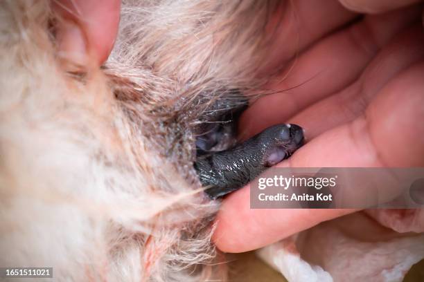 childbirth of a dog - pet clothing stock pictures, royalty-free photos & images