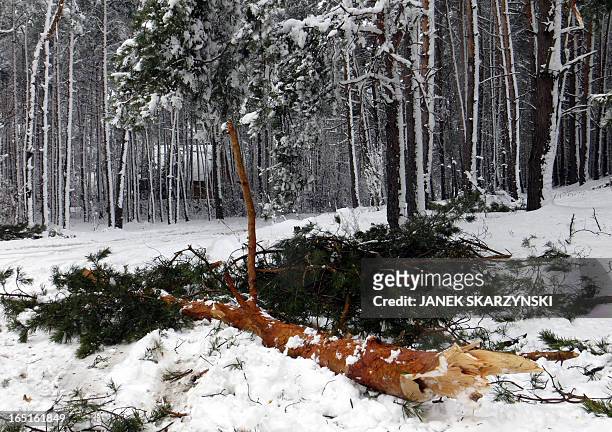 The branch of a tree has broken under the weight of snow on April 1, 2013 in a forest near Warsaw. Heavy snowfall in central Poland caused a main...