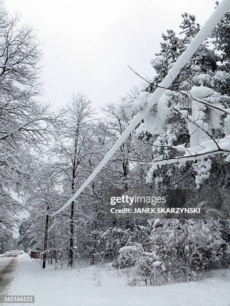 Power supply line is covered in snow on April 1, 2013 in a village near Warsaw. Heavy snowfall in central Poland caused a main power blackout,...