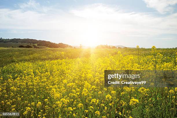 campo de flores de primavera amarilla - mostaza-hierba fotografías e imágenes de stock