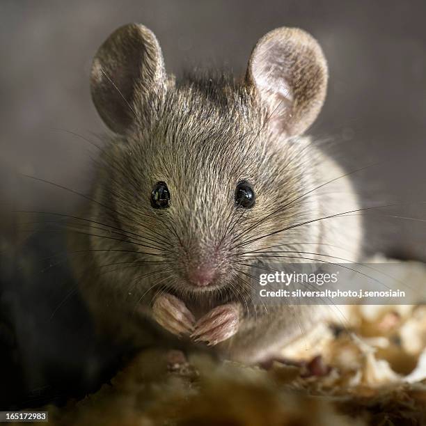 75 Ratón Stock Photos, High-Res Pictures, and Images - Getty Images