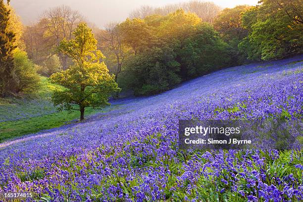 field of bluebells - dorset england stockfoto's en -beelden