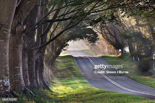beech avenue, kingston lacy, dorset - dorchester avenue stock pictures, royalty-free photos & images
