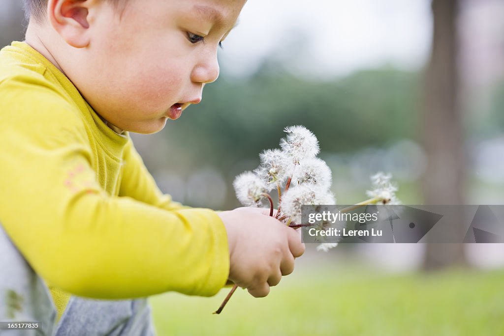 Little child plays with dandelion seeds
