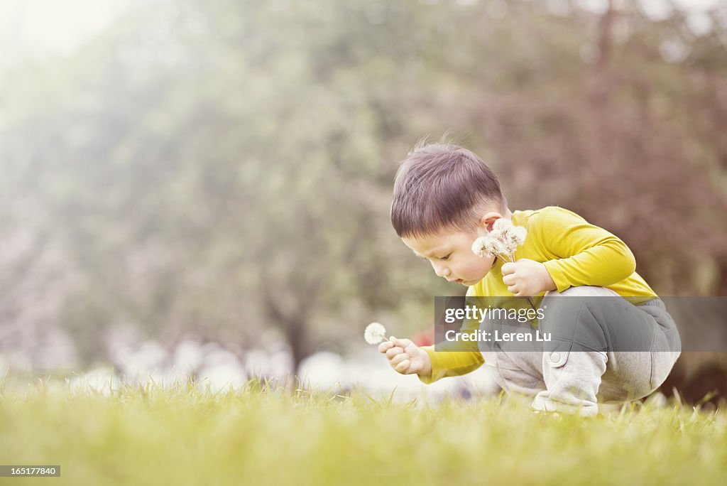 Little child plays with dandelion seeds