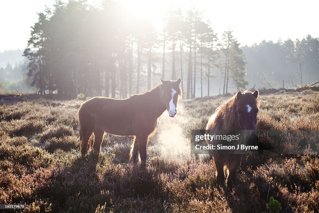 Horses at sunrise, New Forest, Hampshire