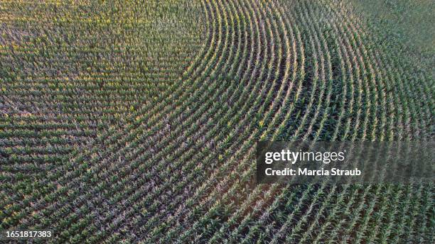 Corn Feild Rows 311 Corn Rows Field Stock Photos, High-Res Pictures, and Images - Getty ...
