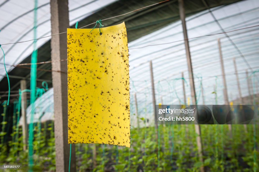 Greenhouse Flypaper