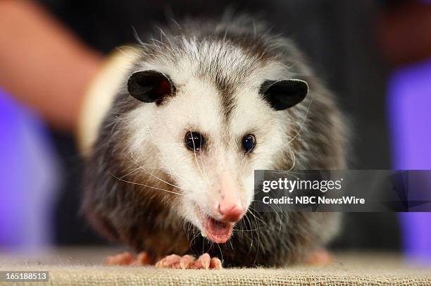 An opossum appears on NBC News' "Today" show on April 1, 2013 --