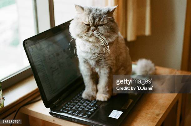 kitty took a nap - cat laptop stockfoto's en -beelden