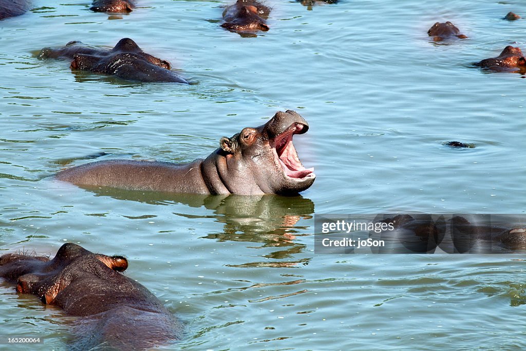 Hippopotamus (hippopotamus amphibius)