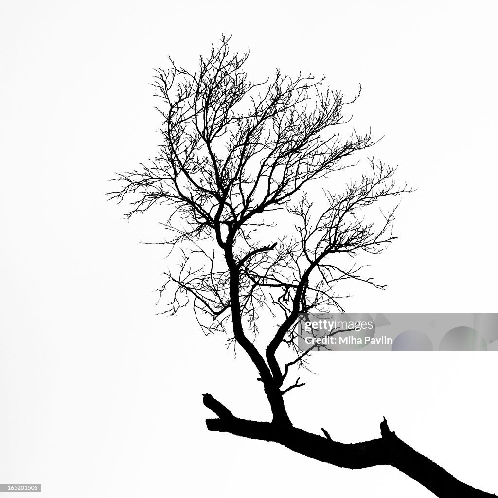 Isolated tree branch silhouette
