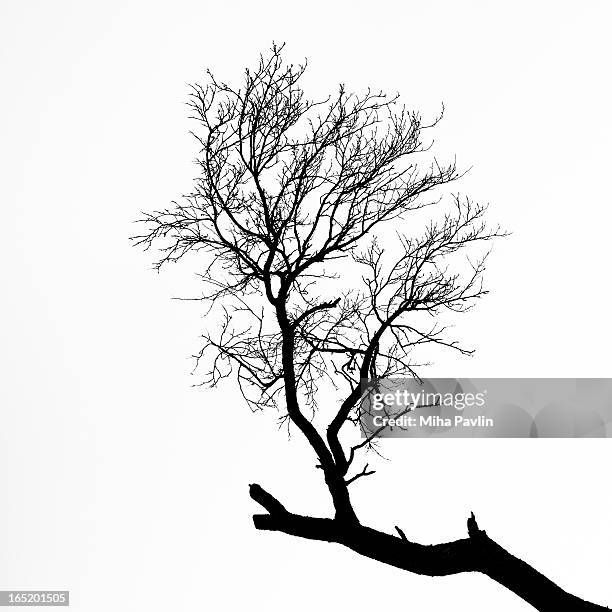 isolated tree branch silhouette - single tree branch stock pictures, royalty-free photos & images