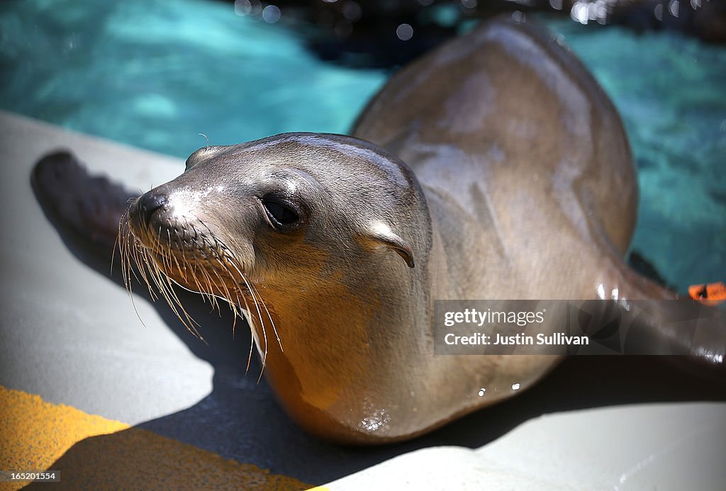 Malnourished Sea Lion Pups Treated At Marine Mammal Center