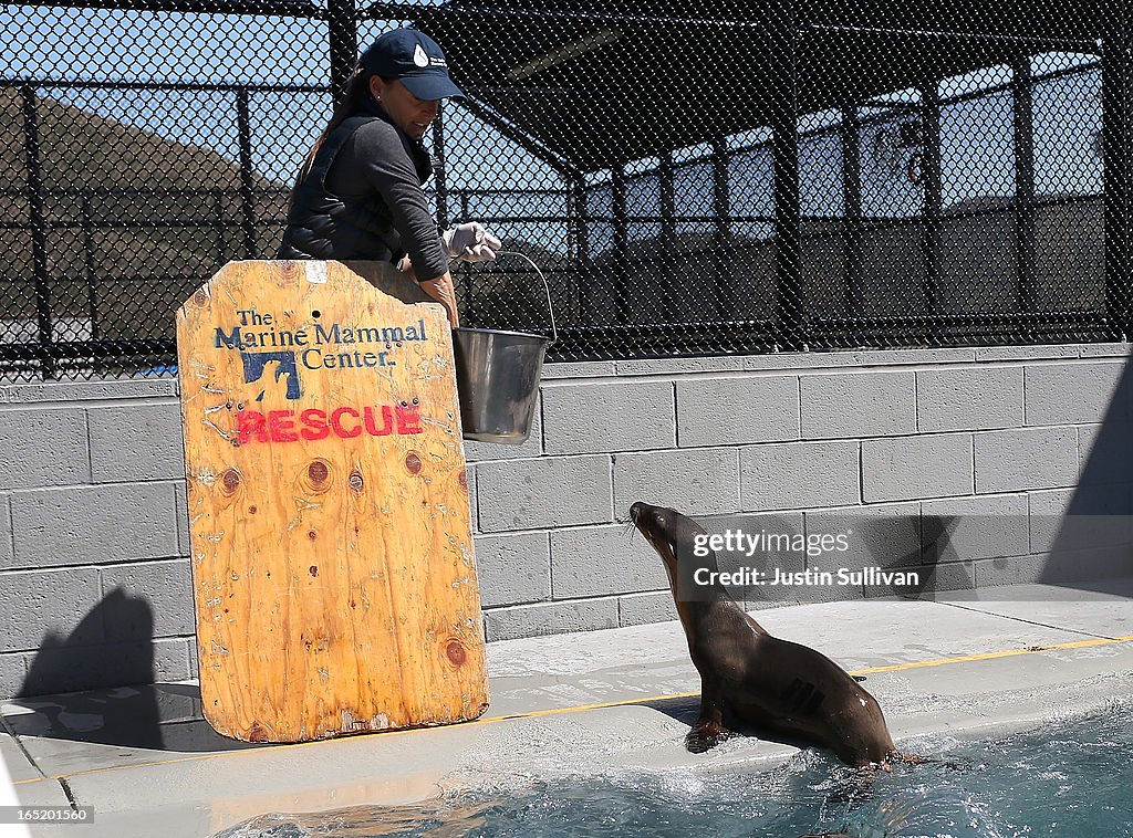 Malnourished Sea Lion Pups Treated At Marine Mammal Center