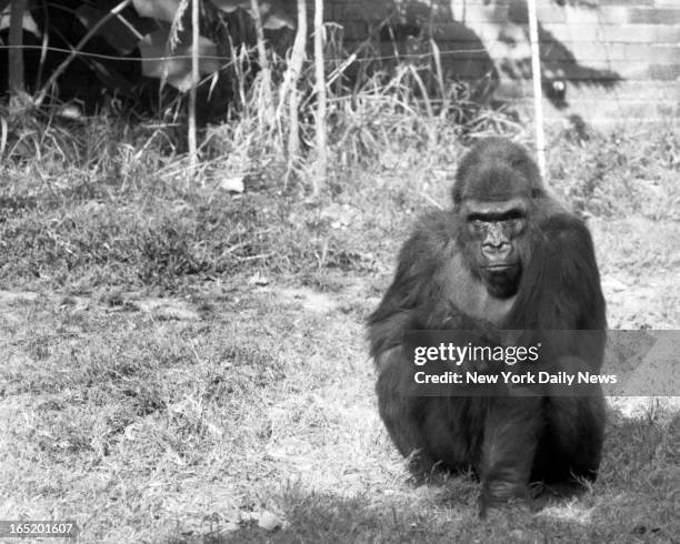51 Pattycake (Gorilla) Stock Photos, HighRes Pictures, and Images