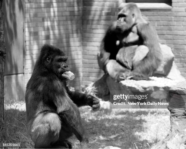 Timmy (Gorilla) Photos and Premium High Res Pictures Getty Images