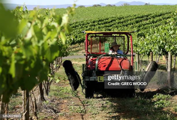 Jan Pinkerton makes an inspection of Chardonnay vines on a vineyard at Cowra in the central west of New South Wales, 13 November 2007. An industry...