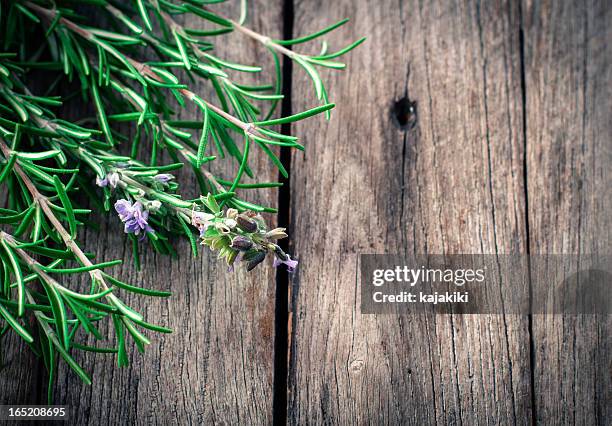 fresh rosemary - rosemary stock pictures, royalty-free photos & images