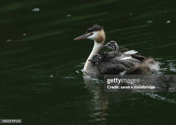 a great crested grebe, podiceps cristatus, is swimming on a river with her three cute babies being carried on her back. - animal back stock pictures, royalty-free photos & images